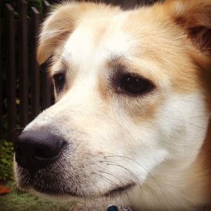 1383559_10153382196625441_1135518236_n